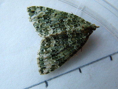 Autumn Green Carpet